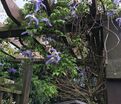 Клематис Франс Риви / Clematis Frances Rivis — фото 3