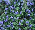 Клематис Франс Риви / Clematis Frances Rivis — фото 4