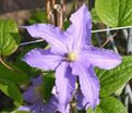 Клематис Фредерик Шопен / Clematis Fryderyk Chopin — фото 2