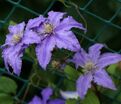 Клематис Фредерик Шопен / Clematis Fryderyk Chopin — фото 3
