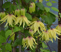 Клематис Голден Дрим / Clematis Golden Dream — фото 3