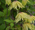 Клематис Голден Дрим / Clematis Golden Dream — фото 4