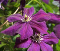 Клематис Грюгвальд / Clematis Grunwald — фото 2
