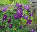 Клематис Грюгвальд / Clematis Grunwald — фото 3
