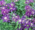 Клематис Хакуоокан / Clematis Hakuookan — фото 2