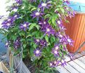 Клематис Хакуоокан / Clematis Hakuookan — фото 3