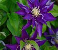 Клематис Хакуоокан / Clematis Hakuookan — фото 4
