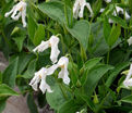 Клематис Хакурее / Clematis Hakuree — фото 2