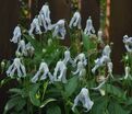 Клематис Хакурее / Clematis Hakuree — фото 3