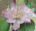 Клематис Иносент Блаш / Clematis Innocent Blush — фото 2