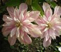 Клематис Иносент Блаш / Clematis Innocent Blush — фото 3