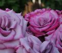Роза Deep Purple (Дип Перпл)  — фото 14