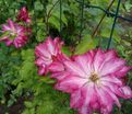 Клематис Каен / Clematis Kaen — фото 2