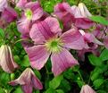 Клематис Краковяк / Clematis Krakowiak — фото 3