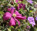 Клематис Криспина / Clematis Kryspina — фото 2