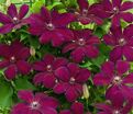 Клематис Криспина / Clematis Kryspina — фото 3