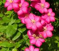 Клематис Криспина / Clematis Kryspina — фото 5