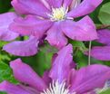 Клематис Лех Качиньски / Clematis Lech Kaczynski — фото 3