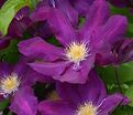Клематис Лех Качиньски / Clematis Lech Kaczynski — фото 4