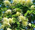 Клематис Лемон Дрим / Clematis Lemon Dream — фото 2