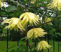 Клематис Лемон Дрим / Clematis Lemon Dream — фото 4