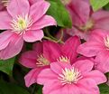 Клематис Литл Мермэйд / Clematis Little Mermaid — фото 2