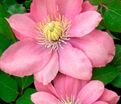 Клематис Литл Мермэйд / Clematis Little Mermaid — фото 3