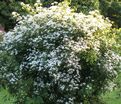 Клематис Манджурика / Clematis mandschurica — фото 2