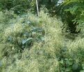 Клематис Манджурика / Clematis mandschurica — фото 3