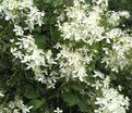 Клематис Манджурика / Clematis mandschurica — фото 4