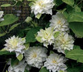 Клематис Мария Склодовская-Кюри / Clematis Maria Sklodowska Curie — фото 3