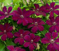 Клематис Мазовше Вулкано / Clematis Mazowsze Volcano — фото 4
