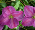 Клематис Мазурек / Clematis Mazurek — фото 3
