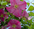 Клематис Мазурек / Clematis Mazurek — фото 4