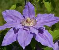 Клематис Николай Коперник / Clematis Mikolaj Kopernik — фото 2