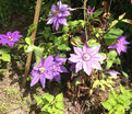 Клематис Николай Коперник / Clematis Mikolaj Kopernik — фото 3