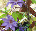 Клематис Николай Коперник / Clematis Mikolaj Kopernik — фото 4