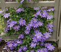 Клематис Николай Коперник / Clematis Mikolaj Kopernik — фото 5