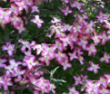 Клематис Фреда / Clematis montana Freda — фото 2
