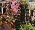 Клематис Фреда / Clematis montana Freda — фото 3