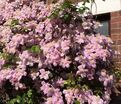 Клематис Мэйлин / Clematis montana Mayleen — фото 3