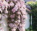 Клематис Мэйлин / Clematis montana Mayleen — фото 4
