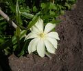 Клематис Мунлайт (Йеллоу Куин) / Clematis Moonlight (Yellow Queen) — фото 4