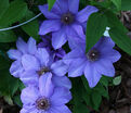 Клематис Рамона / Clematis Ramona — фото 2