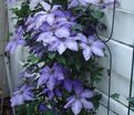 Клематис Рамона / Clematis Ramona — фото 3