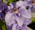 Клематис Рамона / Clematis Ramona — фото 4