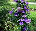 Клематис Рамона / Clematis Ramona — фото 5