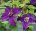 Клематис Распутин / Clematis Rasputin — фото 3