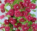 Клематис Ред Стар / Clematis Red Star — фото 2
