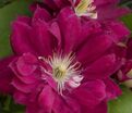 Клематис Ред Стар / Clematis Red Star — фото 3
